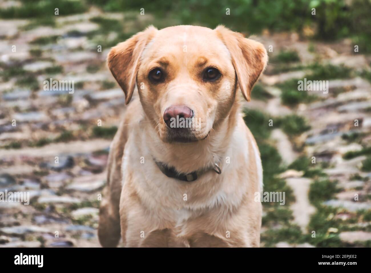 Labrador giallo che ti guarda dritto Foto Stock