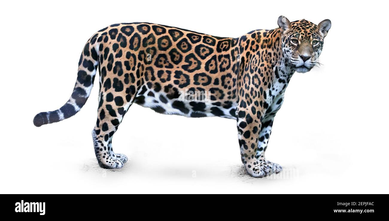 Isolato su sfondo bianco, vista laterale su Jaguar, Panthera onca, il gatto più grande del Sud America, guardando direttamente alla telecamera. Foto Stock