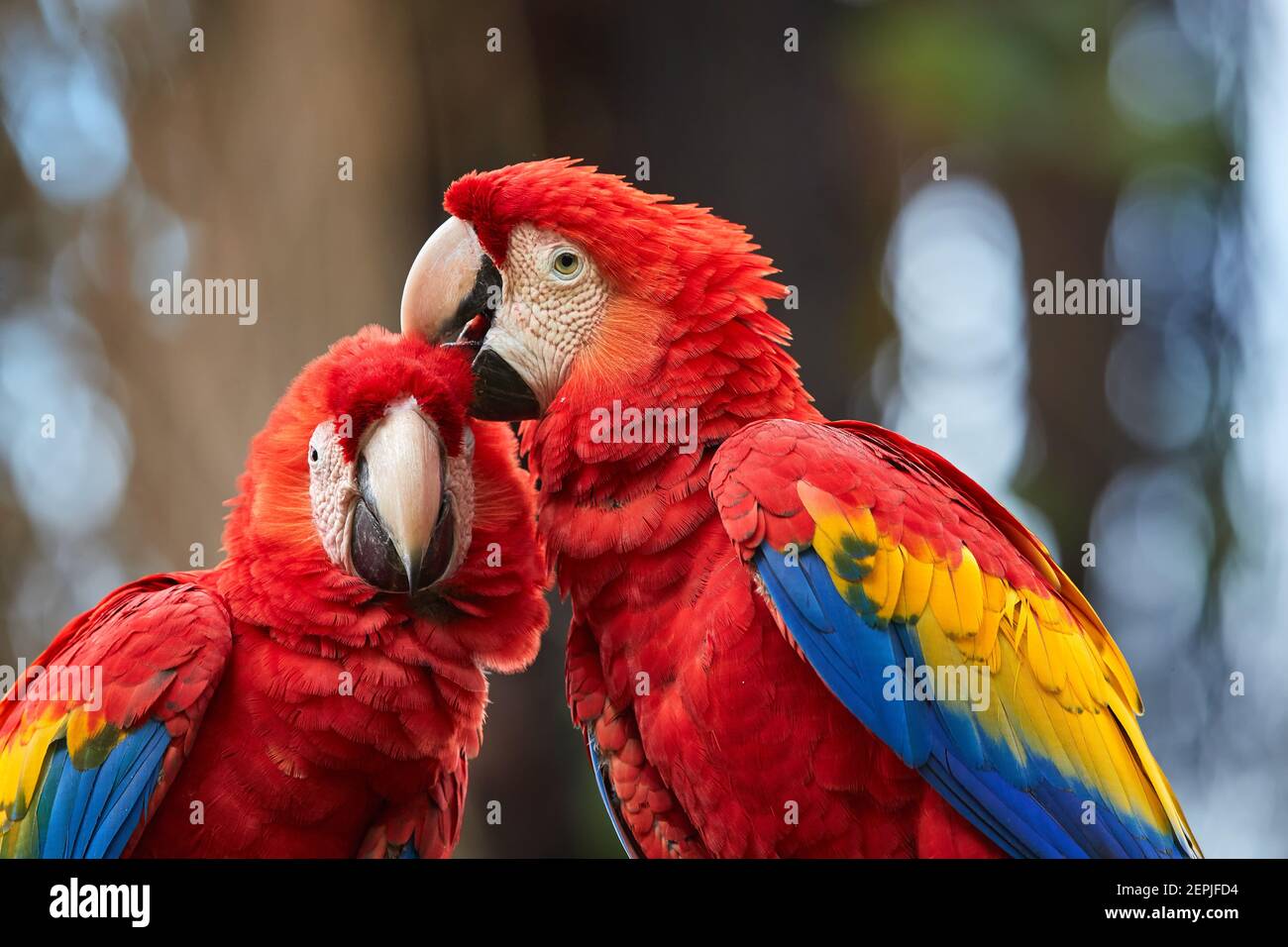 Pappagalli di Ara, Macaw Scarlet, colori vibranti rosso, blu e giallo di pappagalli amazzonici. Animali selvatici, Costa Rica. Foto Stock
