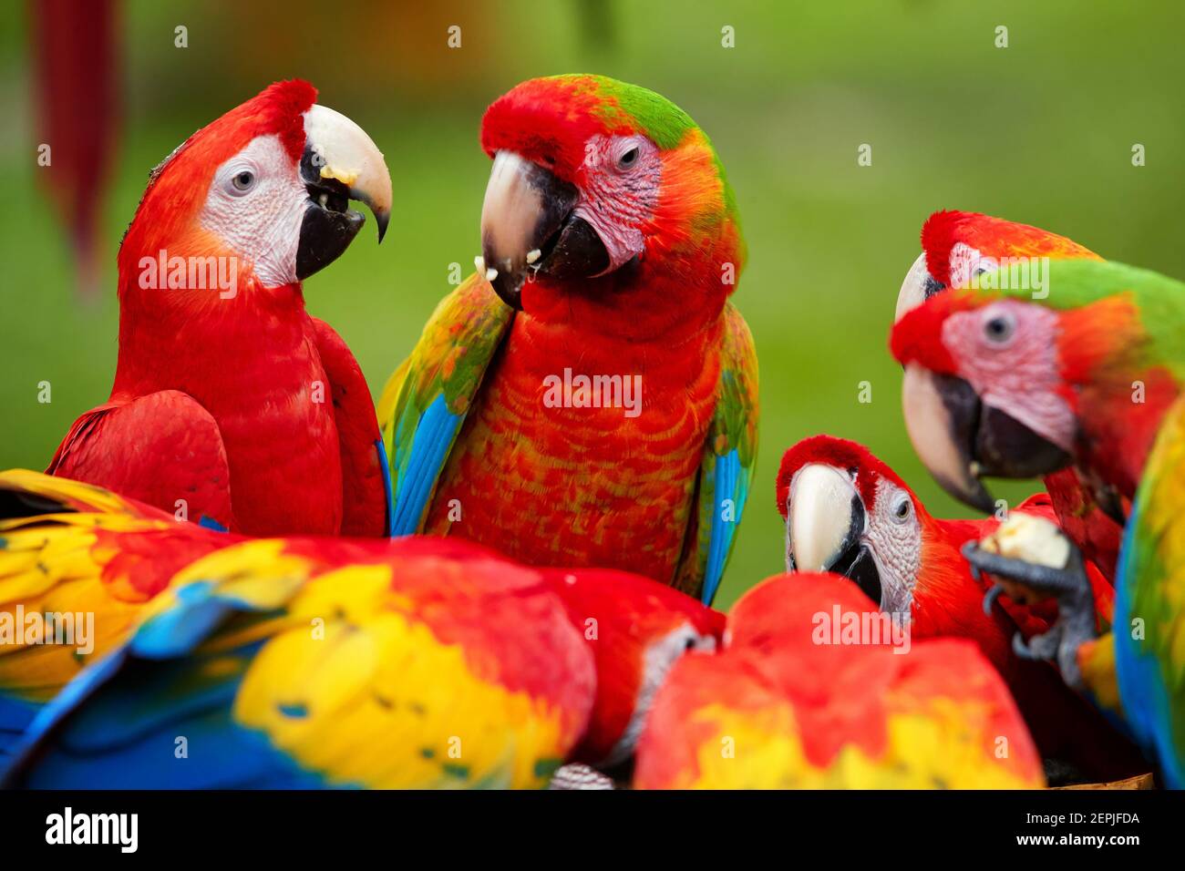 Gruppo di pappagalli selvatici di Ara, Ara macao e ibridi di Scarlet Macaw e Grande macaw verde, foto ritratto di pappagalli colorati amazzoni in un gruppo, dare da mangiare Foto Stock