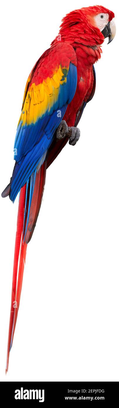 Isolato su sfondo bianco, pappagalli di Ara, scarlatto macaw e grande macaw verde. Colori vibranti di pappagalli amazzonici. Foto Stock