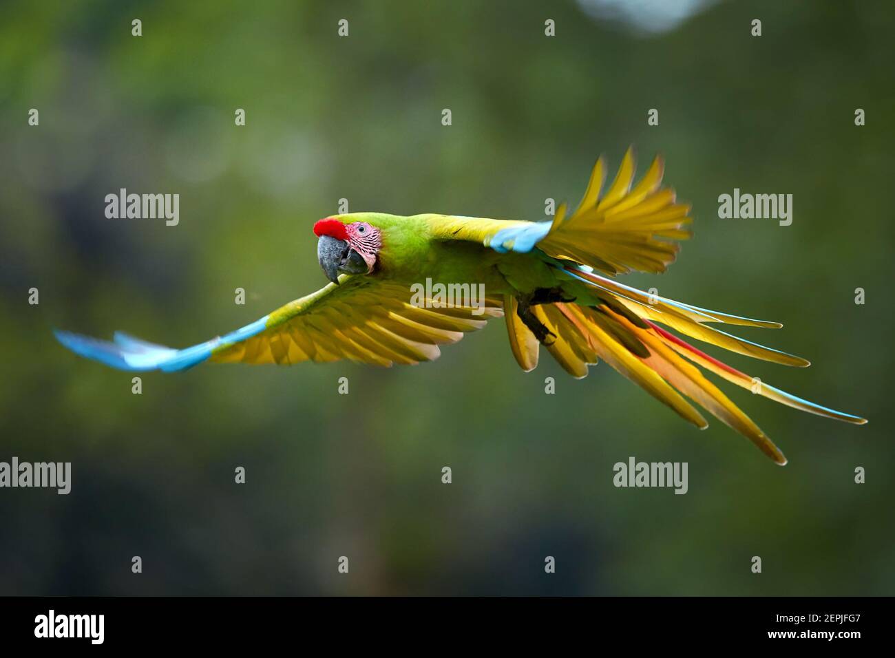Pappagallo in via di estinzione, grande macaw verde, Ara ambiguus, noto anche come macaw di Buffon. Pappagallo verde e rosso della foresta tropicale, che vola con ali allungate Foto Stock