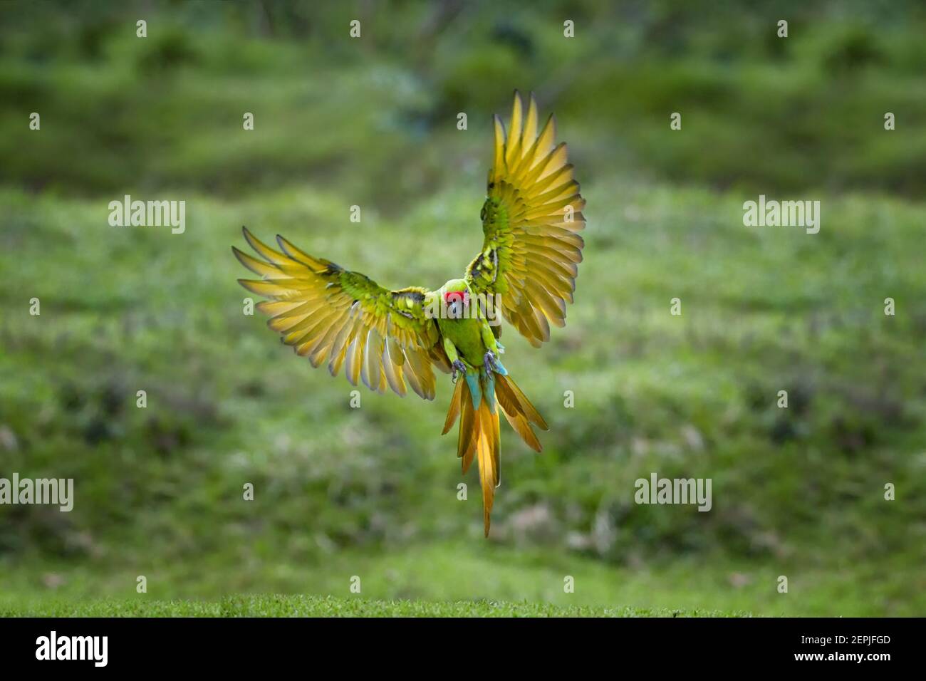 Pappagallo in via di estinzione, grande macaw verde, Ara ambiguus, noto anche come macaw di Buffon. Pappagallo verde e rosso della foresta tropicale, che vola con ali allungate Foto Stock