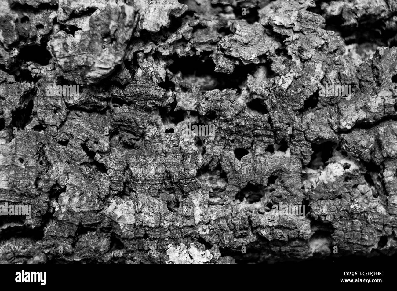 Sezione di una struttura superficiale di sughero. Corteccia di albero in bianco e nero. Splendido sfondo Foto Stock