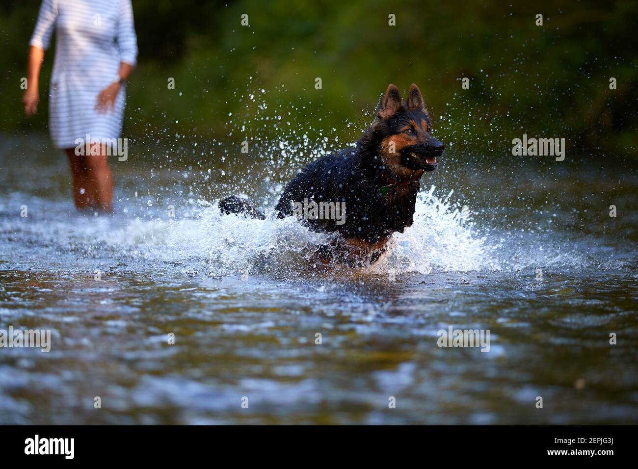 Cane pastore nero e marrone peloso che corre veloce in acqua spruzzata di un fiume direttamente alla macchina fotografica. Azioni, giochi di formazione con il cane in acqua. Bohémien Foto Stock