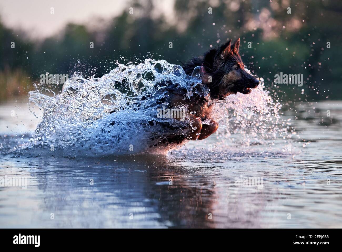 Cane addestrato per la vita di salvataggio in acque profonde, correre veloce in acque profonde spruzzi in colorata luce notturna. Pastore ceco, purebred. Foto ad angolo basso, Foto Stock