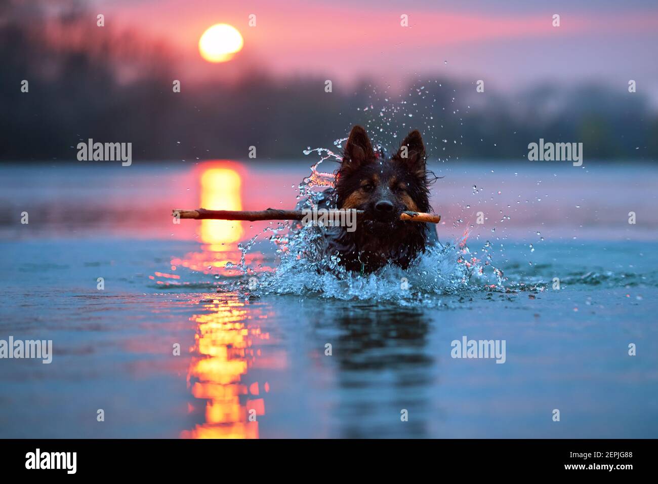 Cane da nuoto contro il tramonto. Vista diretta sul pastore boemo, puro. Cane in acqua, che recupera un bastone. Foto ad angolo ridotto. Foto Stock