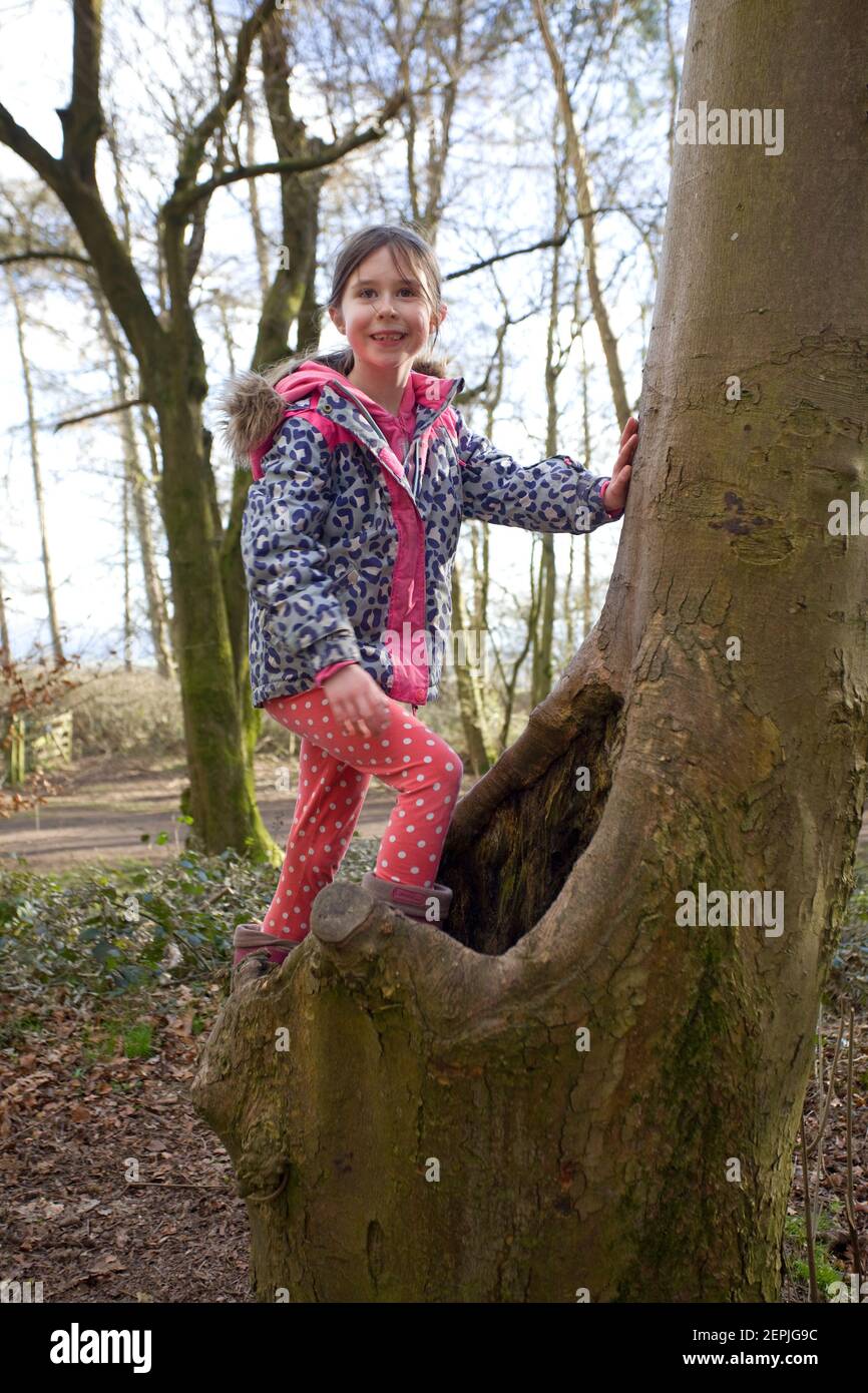 Giovane ragazza che arrampica gli alberi nei boschi. Inghilterra Foto Stock