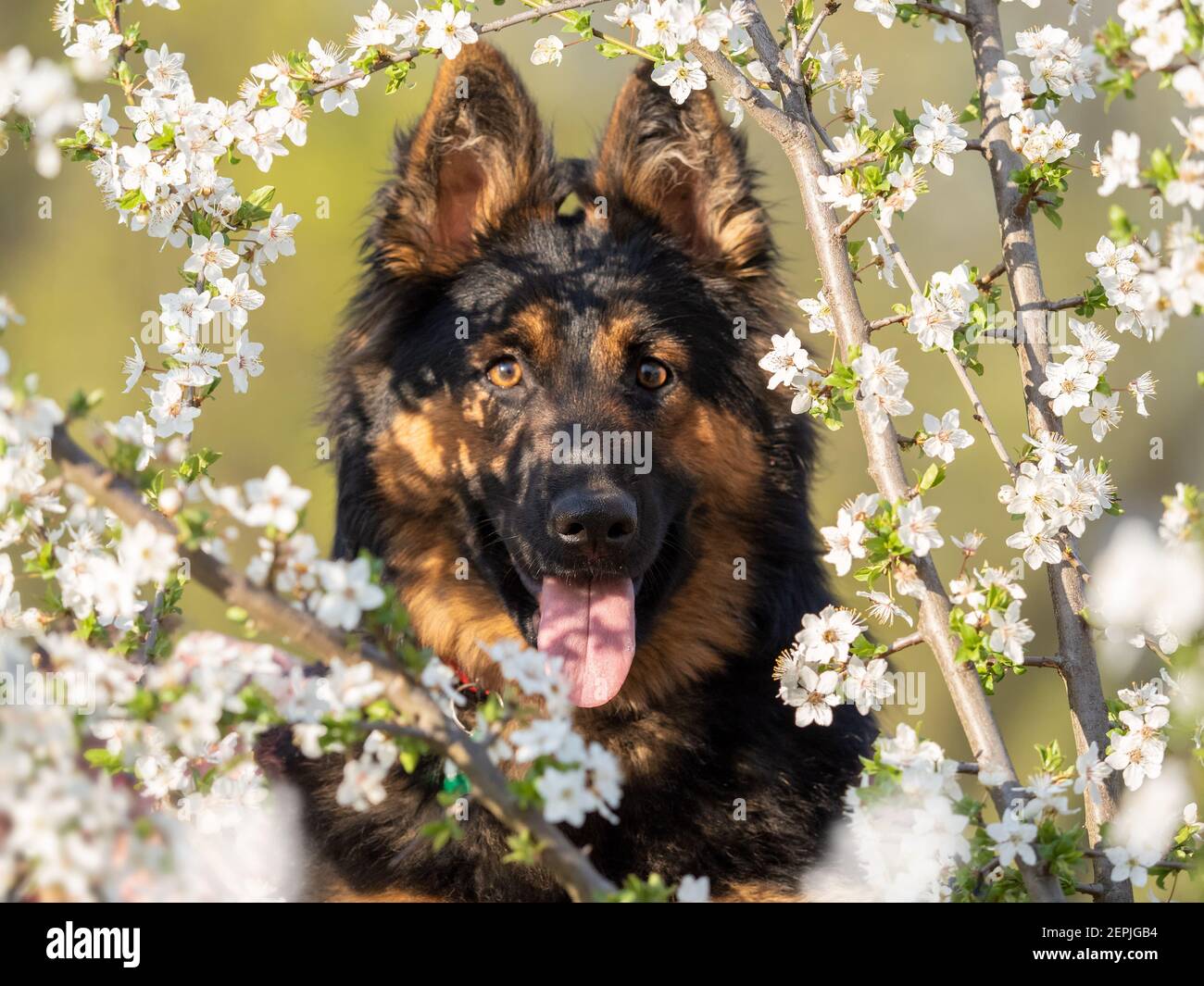 Ritratto di cane felice e peloso fissando direttamente alla macchina fotografica attraverso un sacco di fiori bianchi e minuscoli. Scena primaverile. Cane attivo con lingua fuori in natura. Por Foto Stock