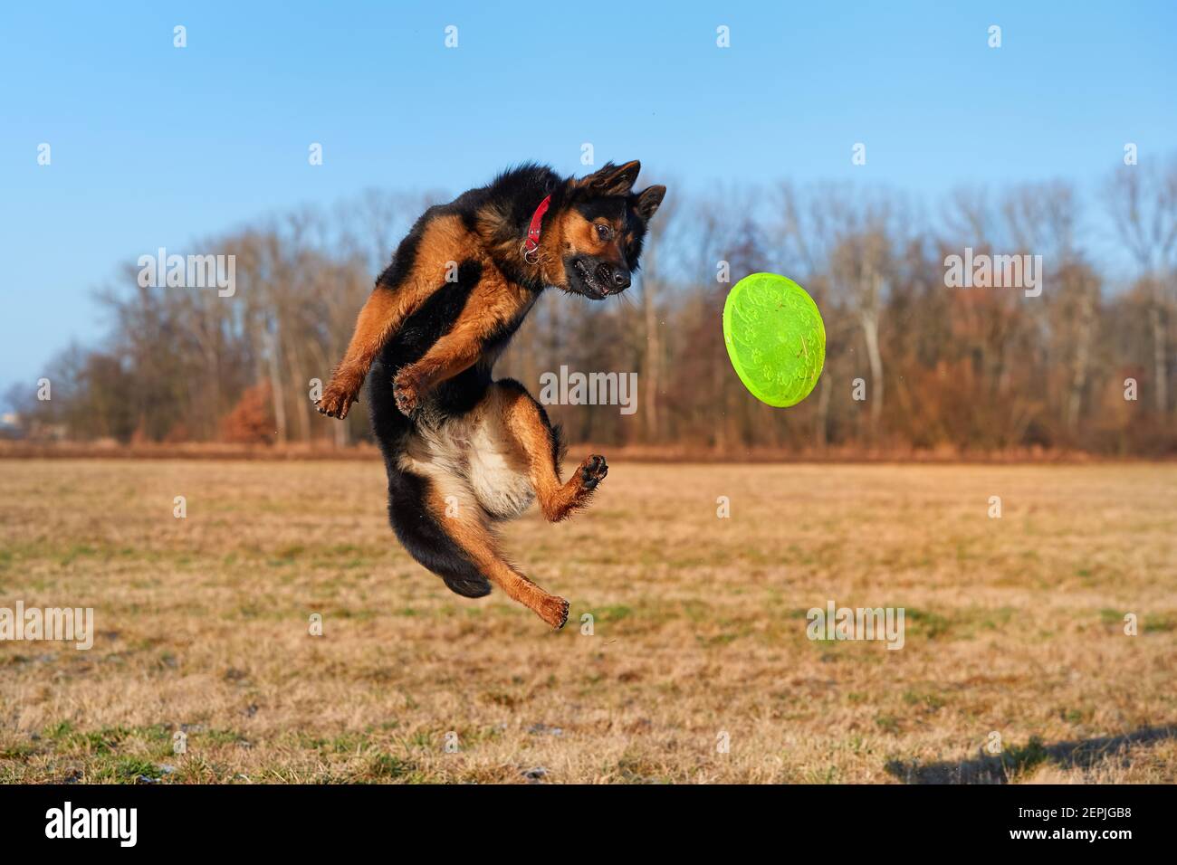 Pastore boemo, cane purebred. Nero e marrone, cane pastore peloso in azione, saltando per prendere un disco verde attivo. Cane di famiglia attivo in formazione ga Foto Stock