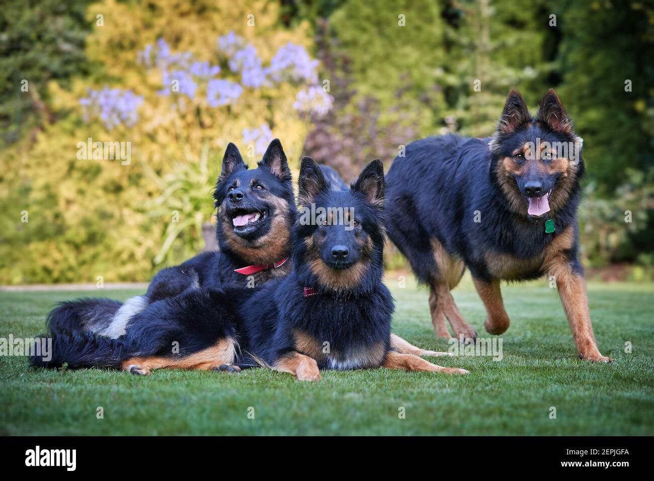 Cane pastore boemo, tre cani di razza pura, peloso con segni di colore nero e marrone, in posa sul giardino di famiglia. Foto ad angolo ridotto. Foto Stock