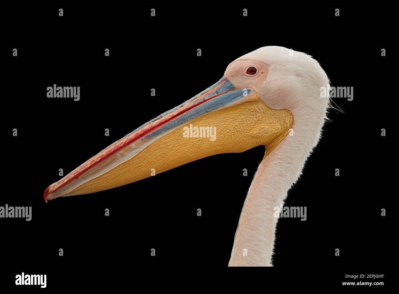 Isolato su sfondo nero, ritratto di grande pellicano bianco, Pelecanus onocrotalus , enorme pellicano con enorme becco rosa e giallo contro b nero Foto Stock