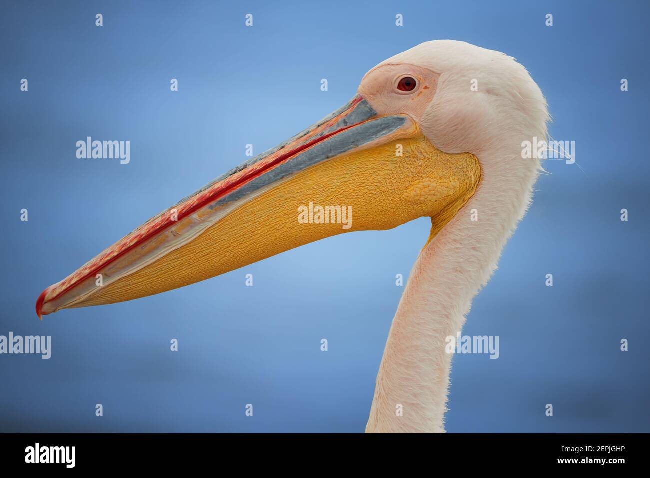 Ritratto del grande pellicano bianco, Pelecanus onocrotalus , enorme pellicano con enorme bolletta rosa e gialla contro il mare blu offuscato sullo sfondo. Wildl Foto Stock