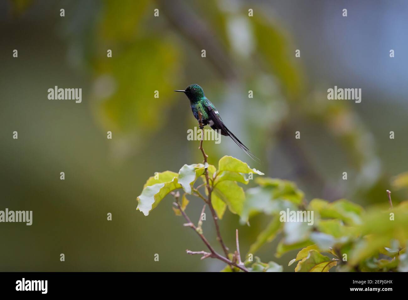 Piccolo colibrì con coda lunga, Discosura conversii, Green Thorntail, maschio arroccato sul ramoscello nella foresta pluviale, Costa Rica. Foto Stock