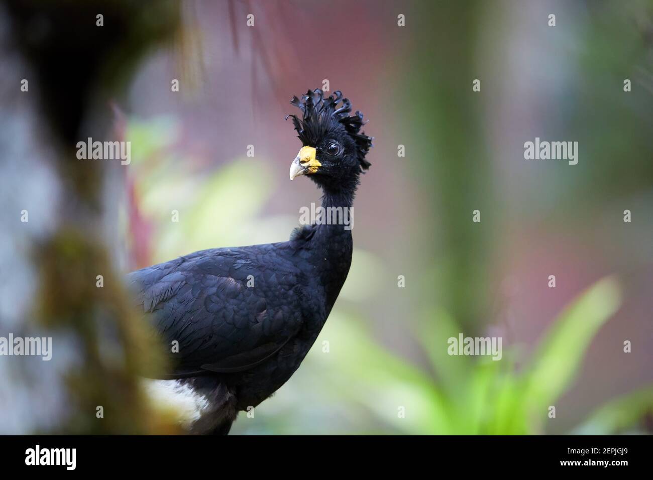 Ritratto di Grande Curassow, Crax rubra, vulnerabile, fagiano-come uccello dalla foresta pluviale. Coppia, maschio nero con cresta riccia contro la foresta pluviale bagnata indietro Foto Stock