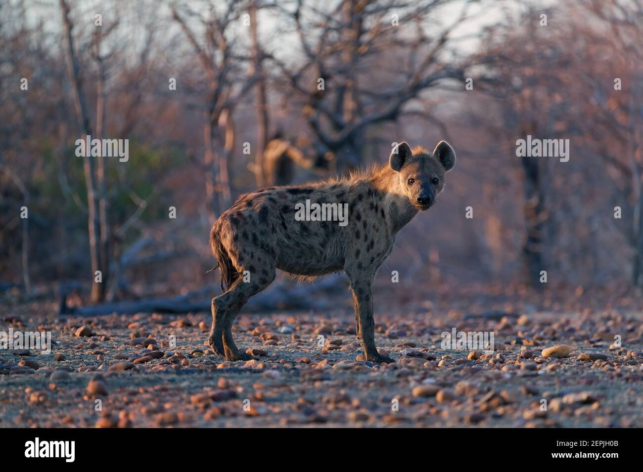 Avvistato Hyena, Crocuta crocuta su una pianura rocciosa illuminata da al sole della mattina presto. Primo piano, fotografia di fauna selvatica con angolazione ridotta. Predatore africano. A piedi safar Foto Stock