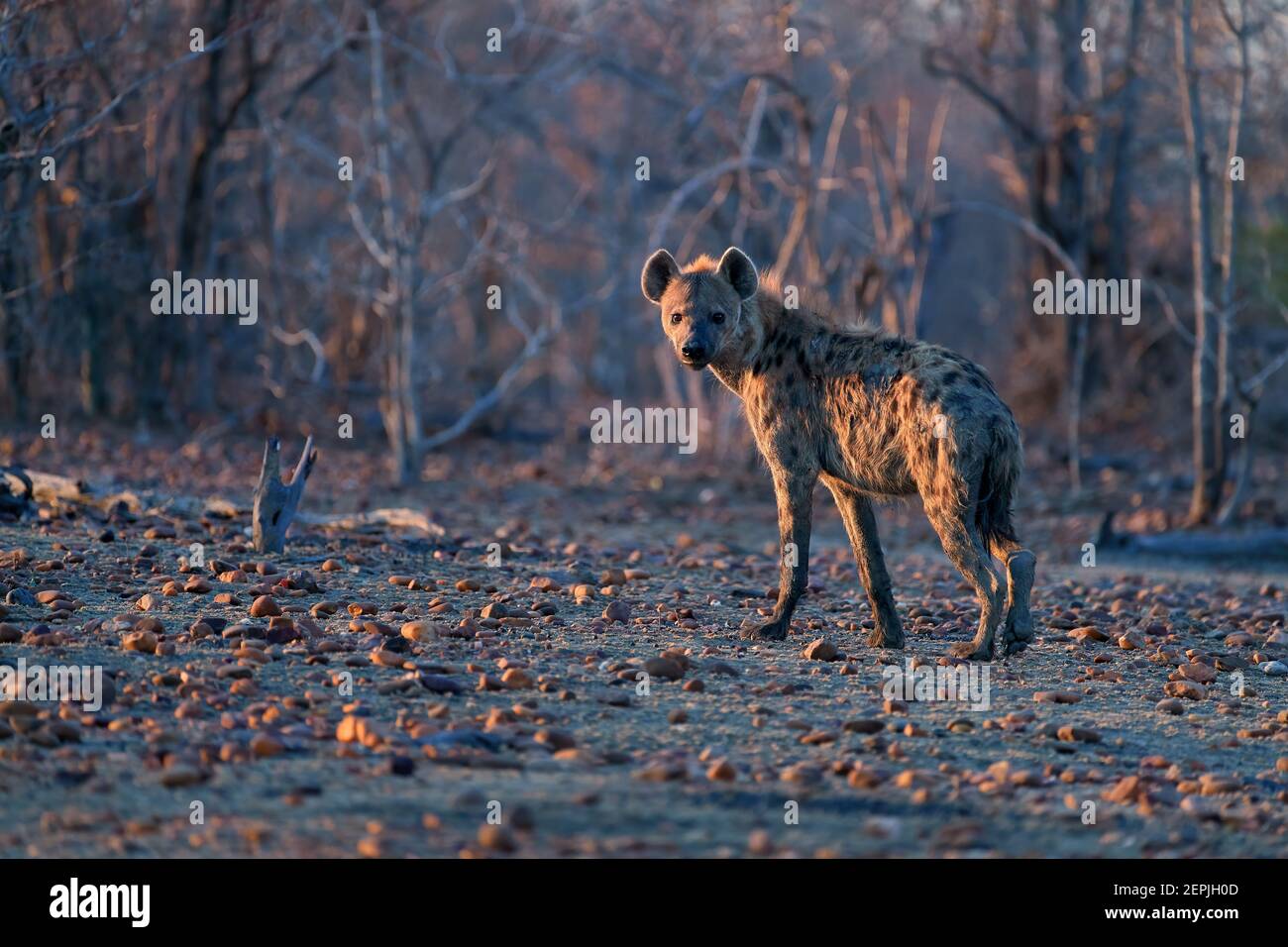Hyena maculata, crocuta crocuta che corre su una pianura rocciosa alla luce del mattino presto. Fotografia ravvicinata e con angolo ridotto per la fauna selvatica. Avventura con safari fotografici. Foto Stock