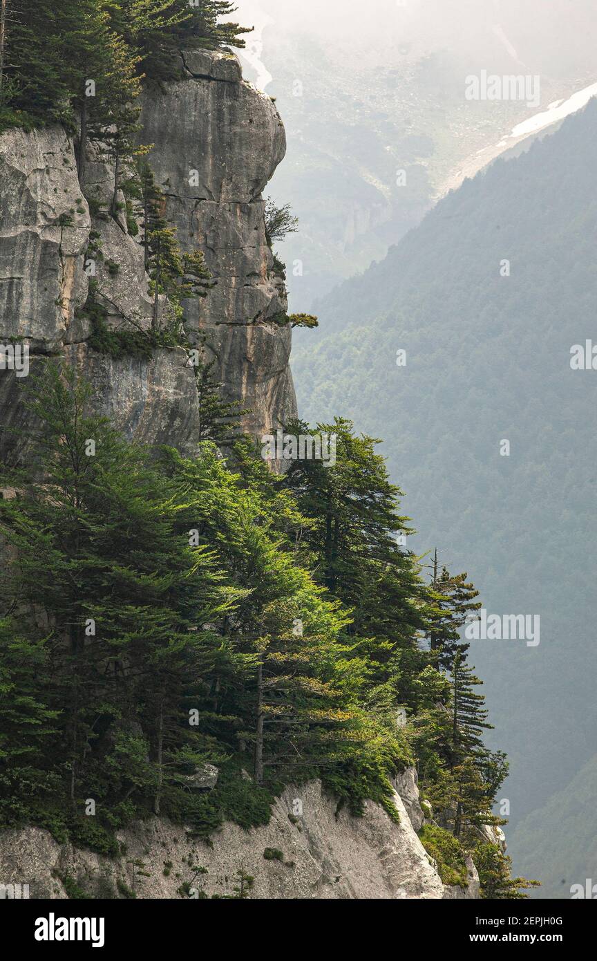 Parete rocciosa che domina la valle con pini e abeti. Valle dell'Orfento, Parco Nazionale della Maiella, Abruzzo, Italia Foto Stock