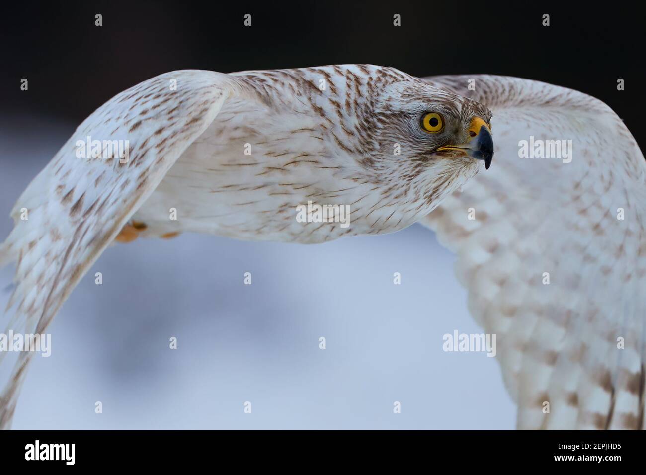 Ritratto del goshawk Siberiano Bianco, Accipiter gentilis albidus, raro, falco quasi bianco con occhi gialli, uccello di preda che vola molto velocemente in inverno lan Foto Stock