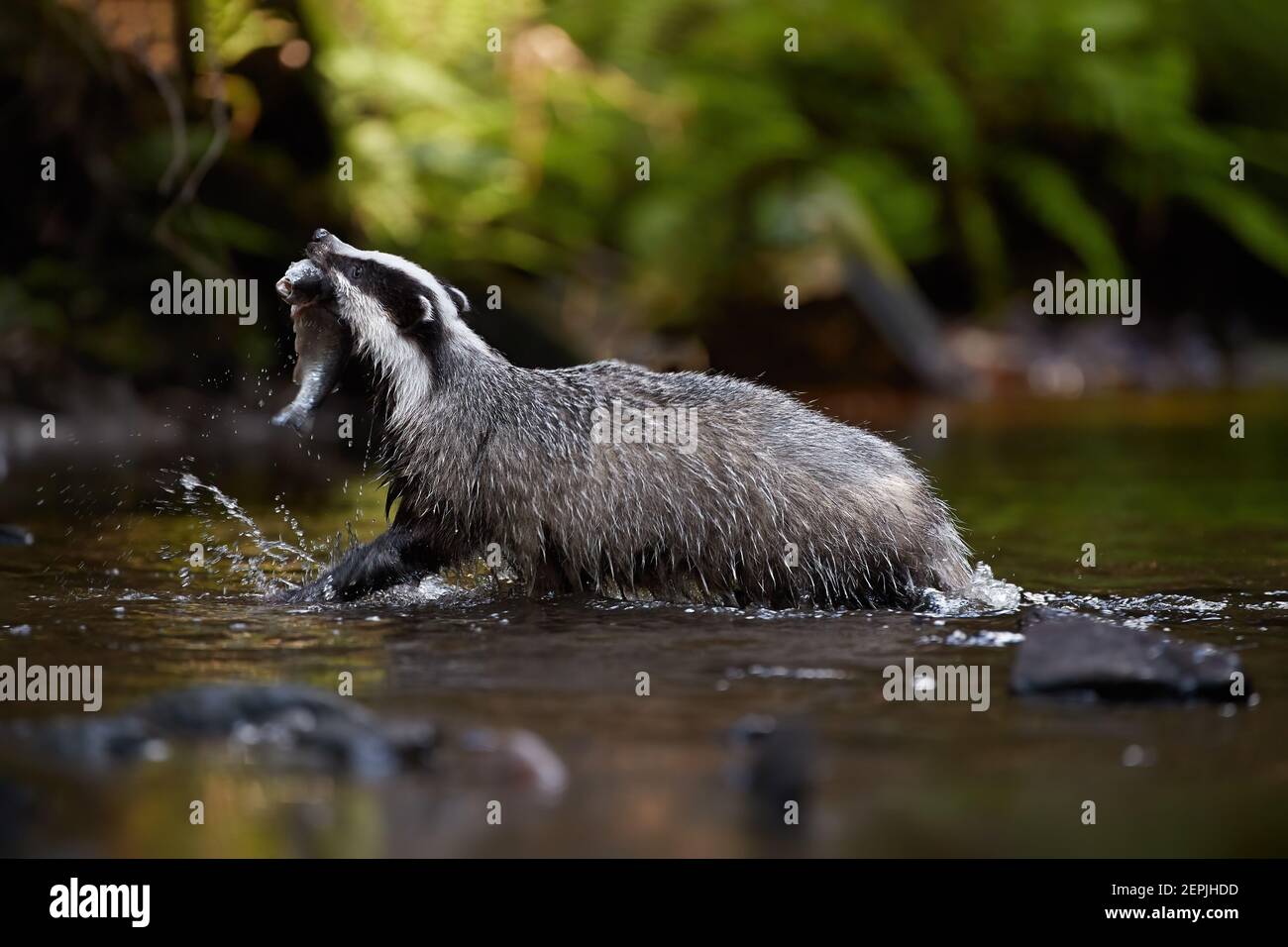 Tasso europeo, Meles meles, foto a basso angolo di un maschio che cattura pesci, nuota nel ruscello della foresta. Badger che si riflette in una superficie d'acqua calma. Foto Stock