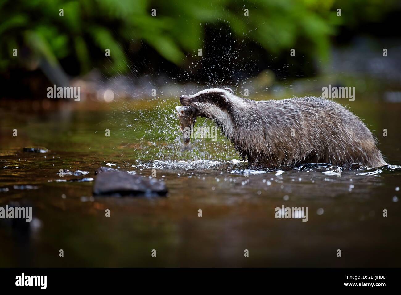 Tasso europeo, Meles meles, foto a basso angolo di un maschio che cattura pesci, nuota nel ruscello della foresta. Badger che si riflette in una superficie d'acqua calma. Foto Stock