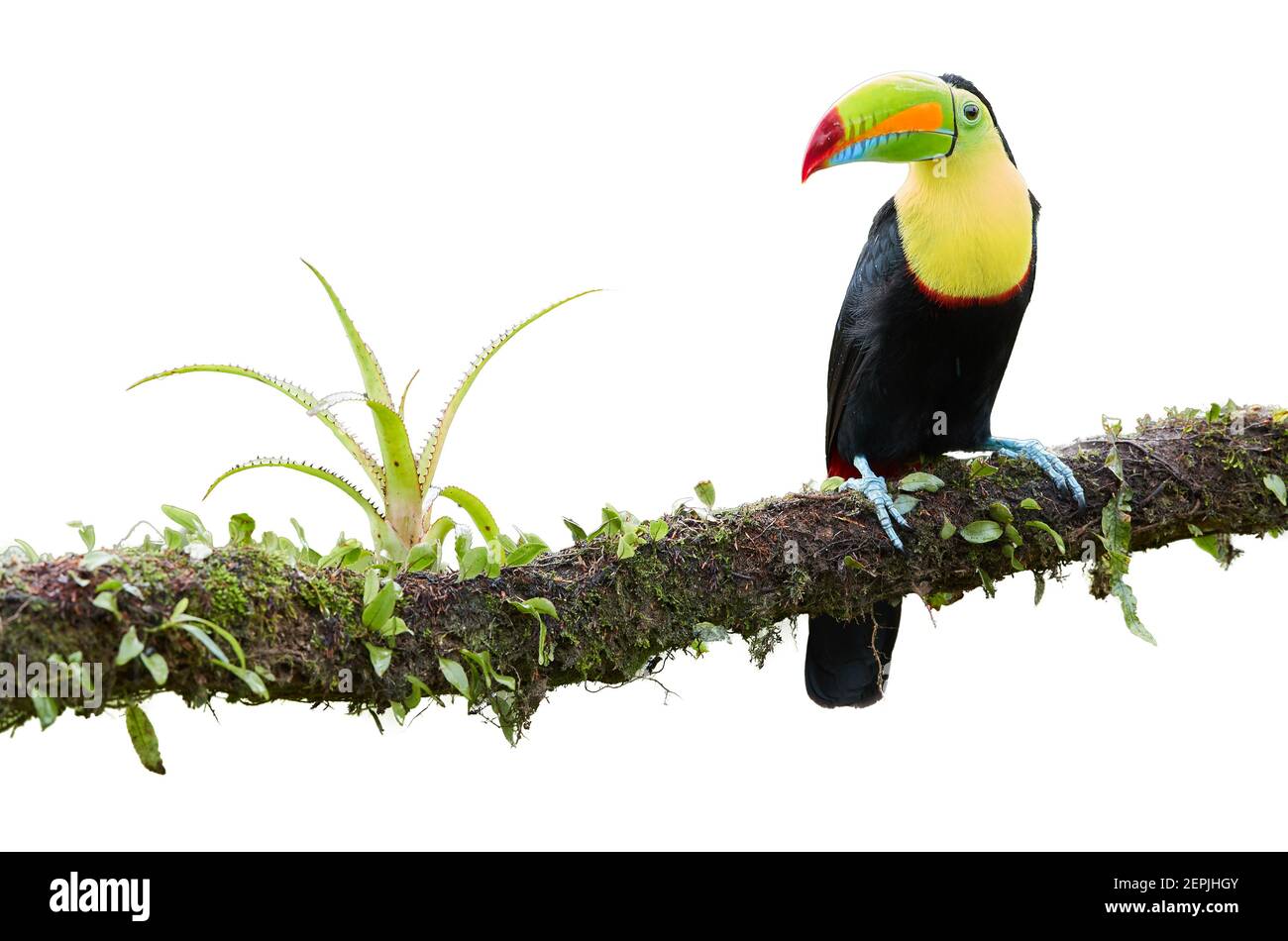 Isolato su sfondo bianco, famoso uccello tropicale con enorme becco, boucan Keel-fatturato, Ramphastos sulfuratus, arroccato su un ramo mussoso. Costa Ric Foto Stock