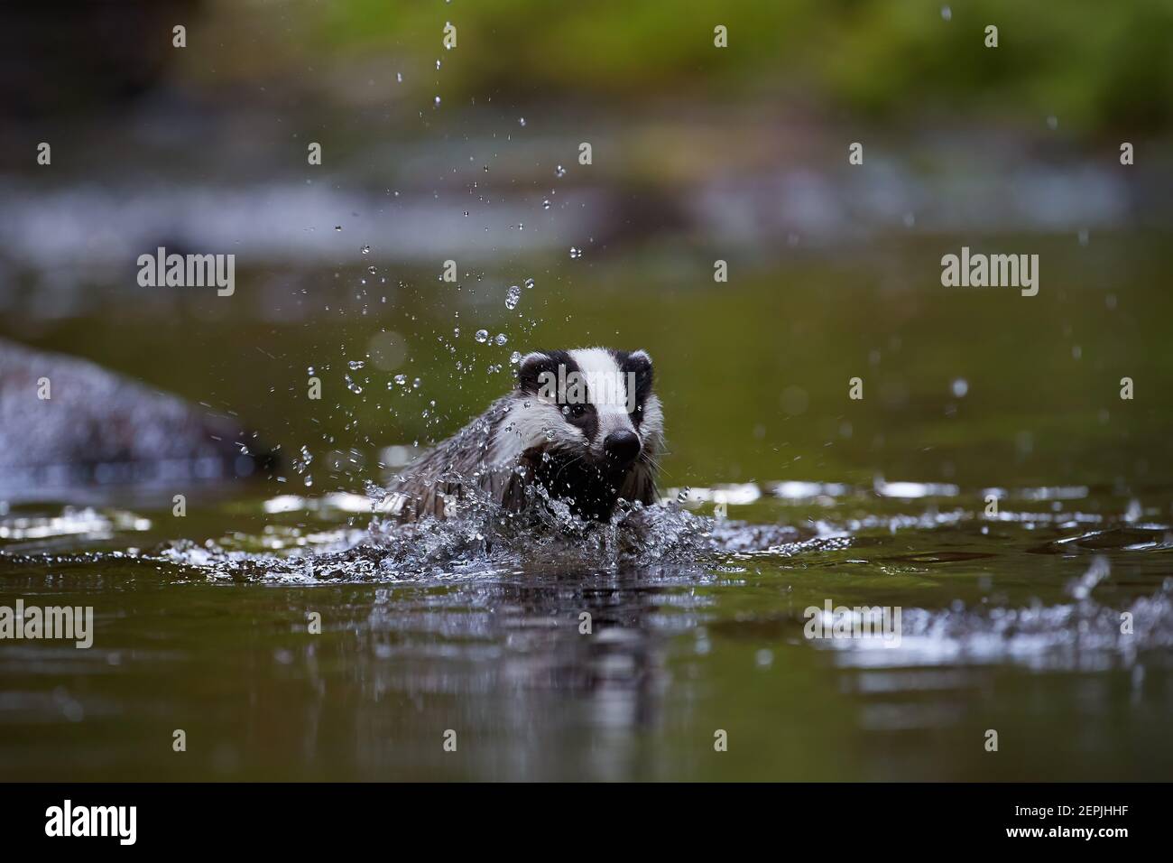 Tasso europeo, Meles meles, foto a basso angolo di un maschio che cattura pesci, nuota nel ruscello della foresta. Badger che si riflette in una superficie d'acqua calma. Foto Stock