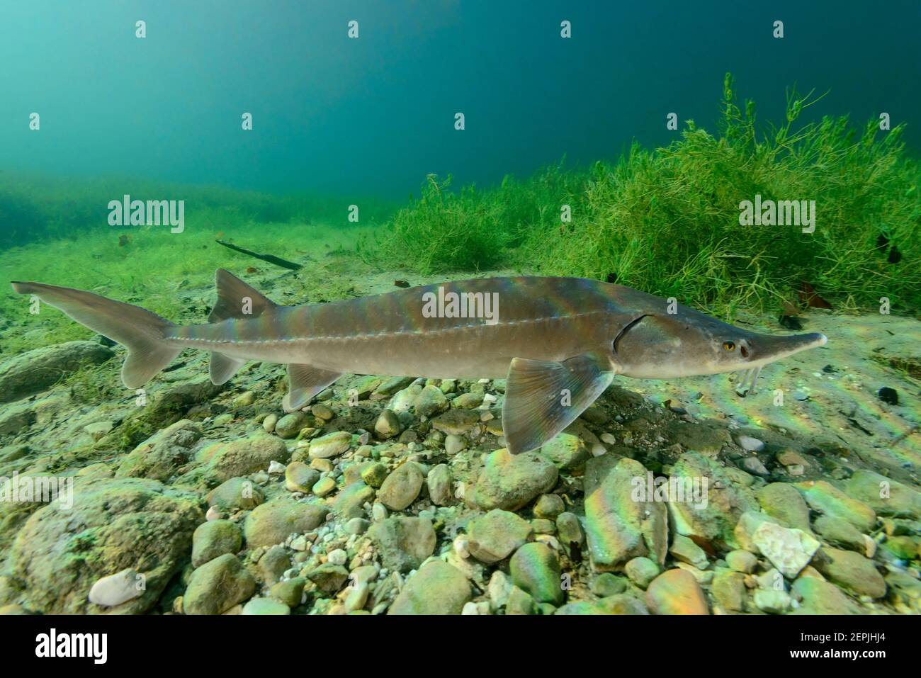 Acipenser ruthenus, storione sterlet, Zwingsee, Baviera, Germania Foto Stock