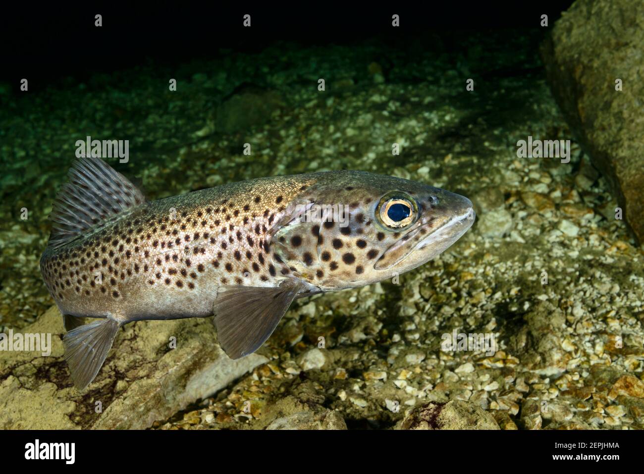 Salmo trutta lacustris, trote di mare, Gosausee (Lago di Gosau), Austria Foto Stock