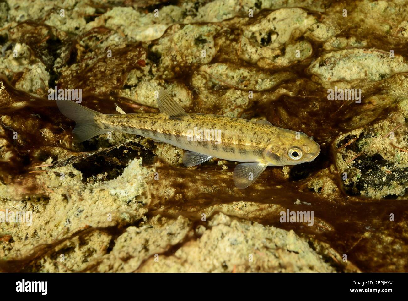 Phoxinus phoxinus, comune minnow, Kuchl, fiume Taugl, Austria Foto Stock
