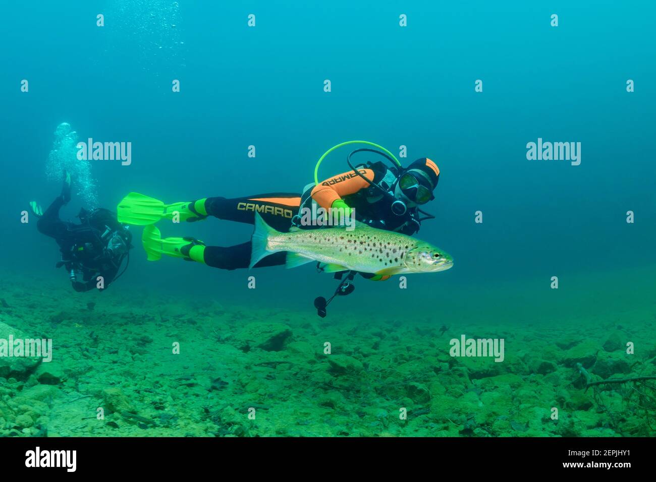 Salmo trutta lacustris, trota di salmone e sub, Gosaus, Gosausee, Lago di Gosau, Austria Foto Stock