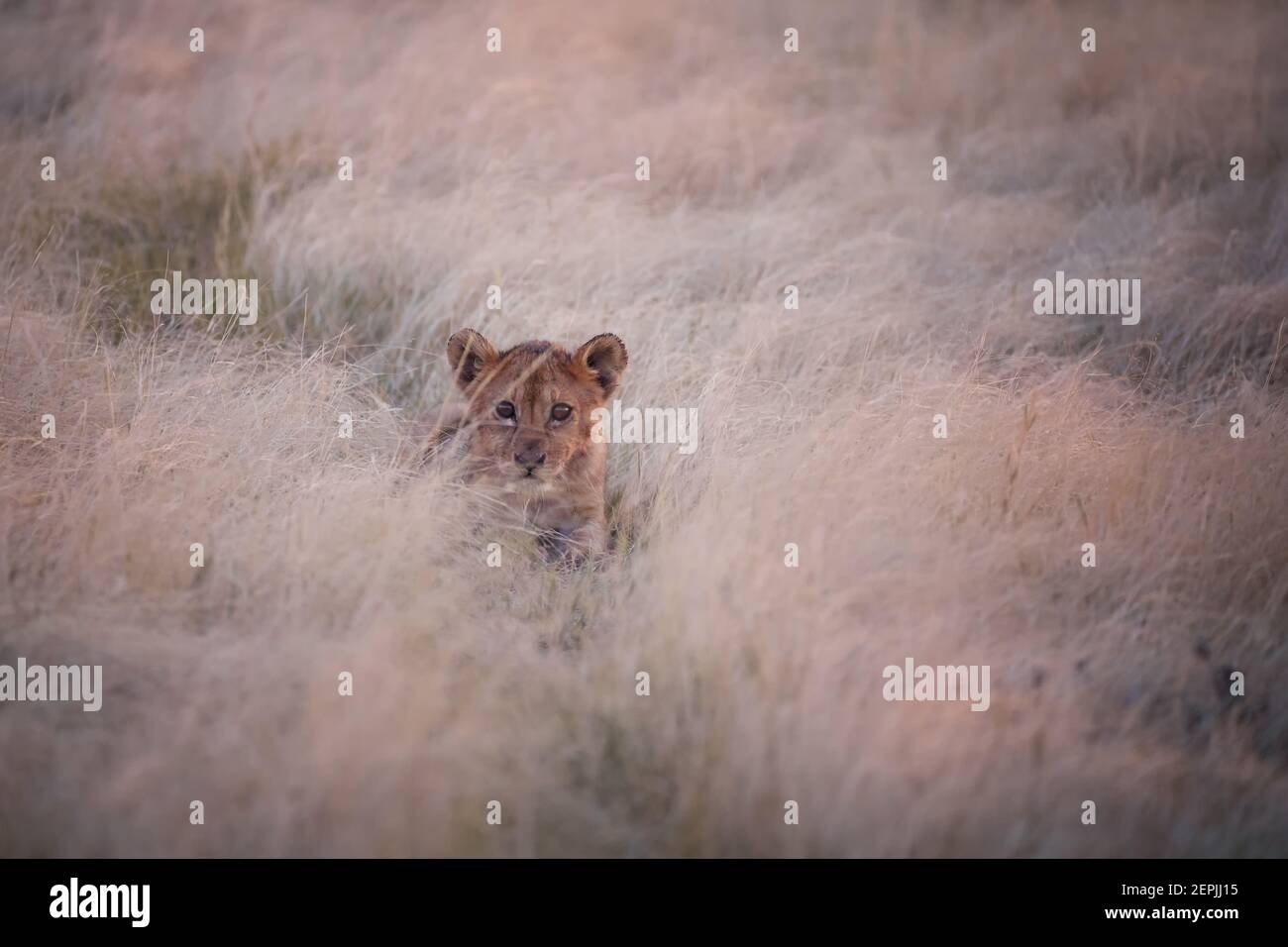 Piccolo cucciolo di leone, Panthera leo, nascosto in erba secca alla luce del mattino presto, vista frontale. Etosha pan deserto. Fotografia di fauna selvatica nel parco nazionale di Etosha, Foto Stock