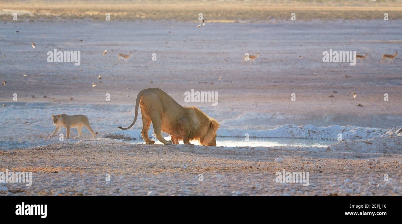 Coppia di leoni nel periodo di accoppiamento. Leone che beve da waterhole, accompagna la leonessa alla luce del mattino presto. Etosha pan deserto. Fotografia di fauna selvatica in E. Foto Stock