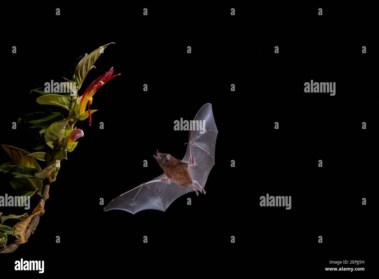 Nectar Bat arancione, Lonchophylla robusta. Scatto notturno di un pipistrello in volo che succhia nettare dai fiori notturni. Foresta pluviale del Costa Rica. Foto Stock