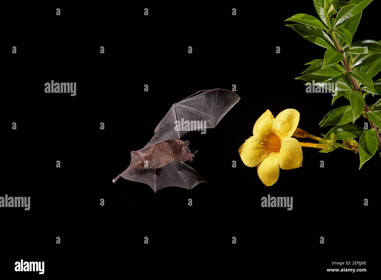 Nectar Bat arancione, Lonchophylla robusta. Scatto notturno di un pipistrello in volo che succhia nettare dai fiori notturni. Foresta pluviale del Costa Rica. Foto Stock