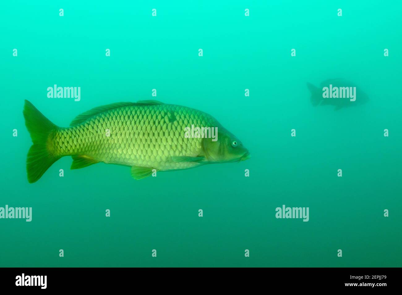 Cyprinus carpio, carpa europea o carpa comune, St. Kanzian am Klopeiner See, Lago Klopein, Austria Foto Stock