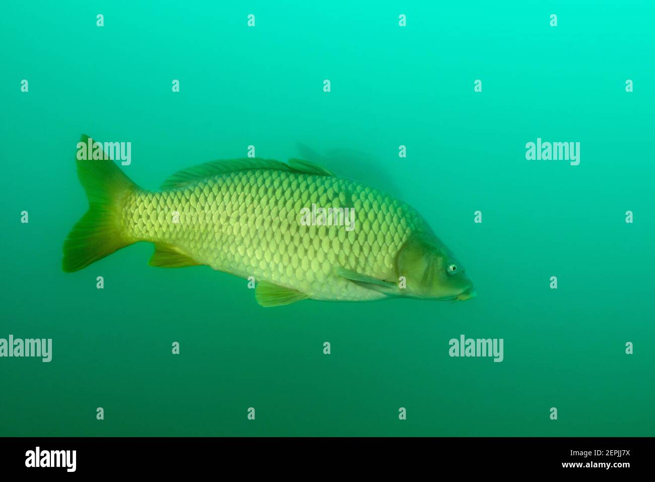 Cyprinus carpio, carpa europea o carpa comune, St. Kanzian am Klopeiner See, Lago Klopein, Austria Foto Stock