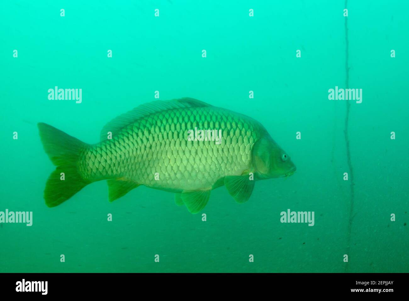 Cyprinus carpio, carpa europea o carpa comune, St. Kanzian am Klopeiner See, Lago Klopein, Austria Foto Stock