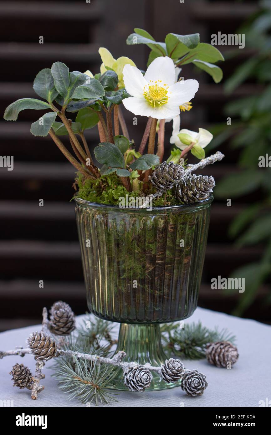 helleborus niger in vaso di vetro come decorazione invernale Foto Stock