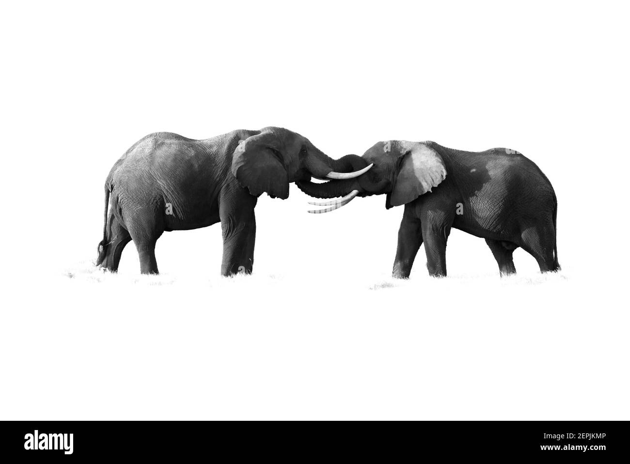 Isolato su sfondo bianco fotografia in bianco e nero di due elefanti africani, Loxodonta africana, affacciati l'uno all'altro, a contatto con tronchi. Safari. Foto Stock