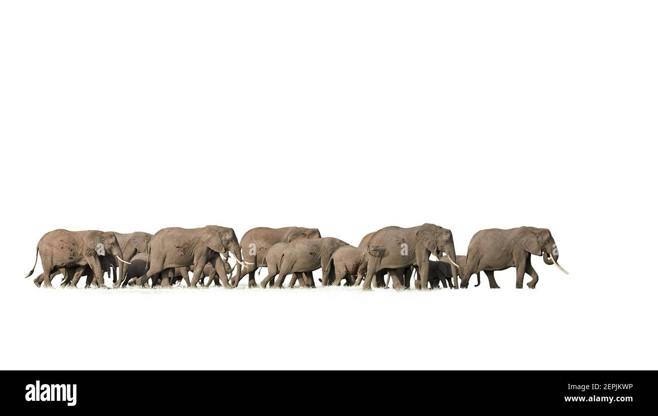Isolato su sfondo bianco, enorme mandria di elefanti africani che camminano in savana. Fauna selvatica del Kenya, Amboseli. Foto Stock