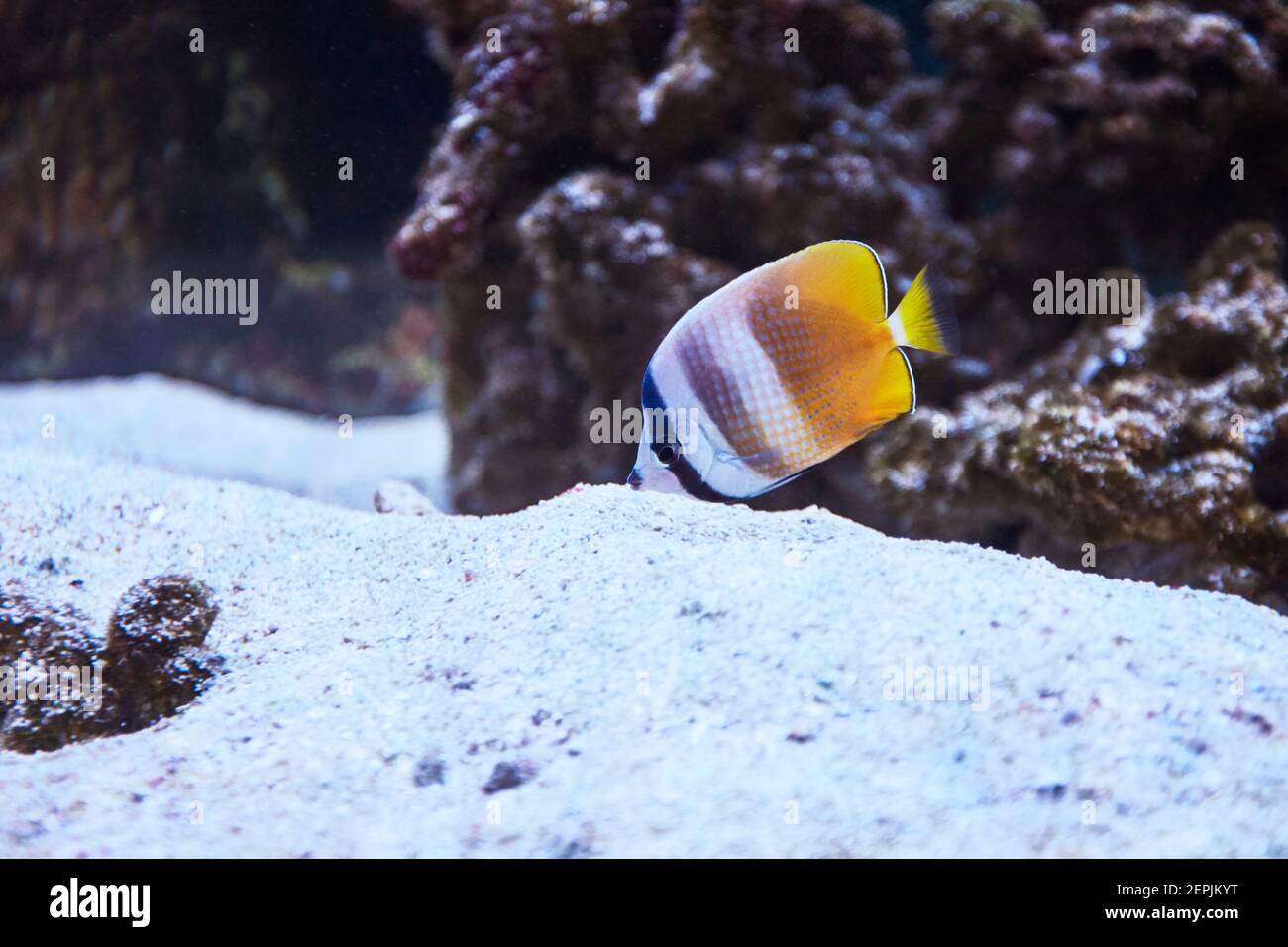 esotico farfalla pesce animale domestico. tropicale fauna Foto Stock