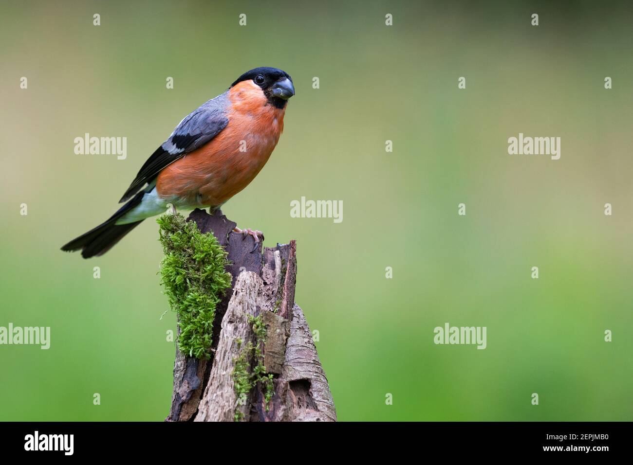 Maschio Bullfinch [ Pyrhula pirrhula ] su moncone mussoso con sfondo verde fuori fuoco Foto Stock
