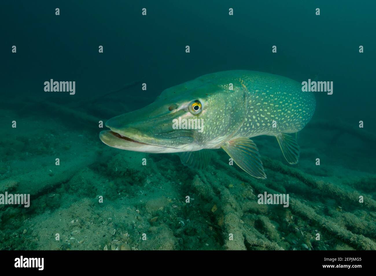 Esox lucius, Pike settentrionale, San Kanzian am Klopeiner See, Lago Klopein, Austria Foto Stock