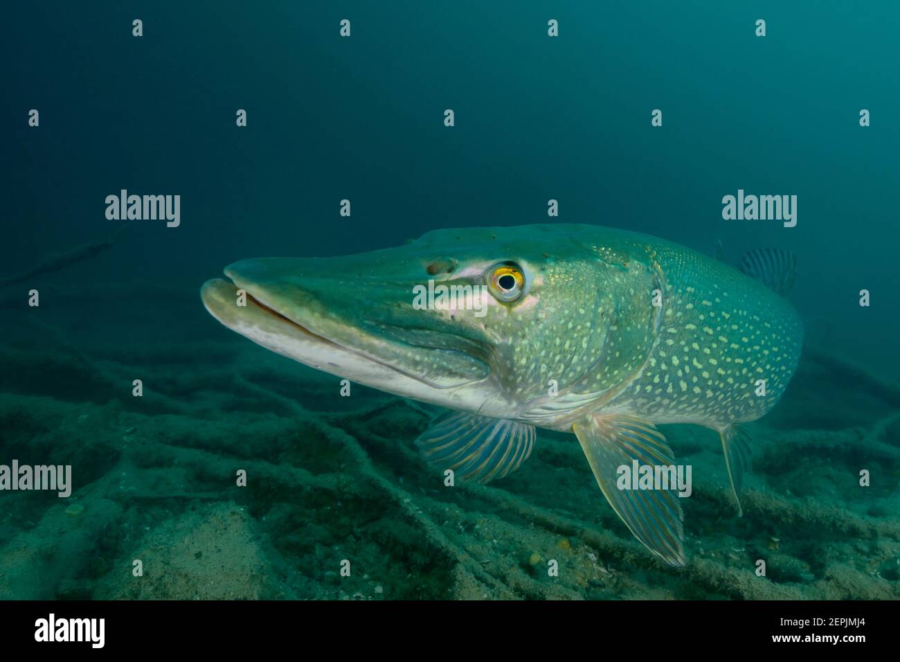 Esox lucius, Pike settentrionale, San Kanzian am Klopeiner See, Lago Klopein, Austria Foto Stock