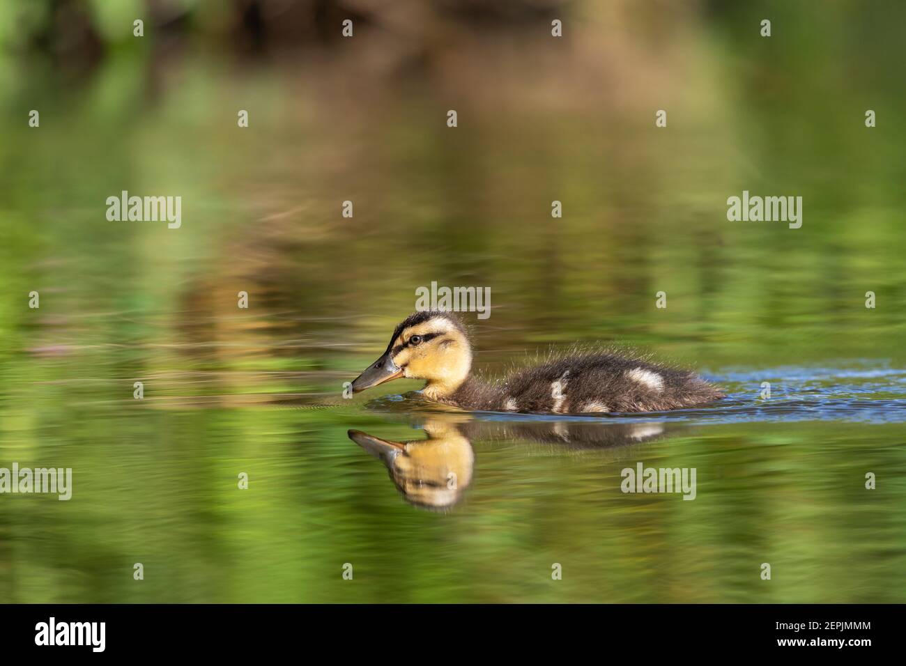 Mallard Duckling [ Anas platyrhynchos ] nuoto con riflessione Foto Stock