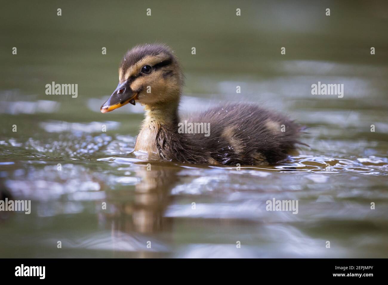 Mallard Duckling [ Anas platyrhynchos ] nuoto con riflessione Foto Stock