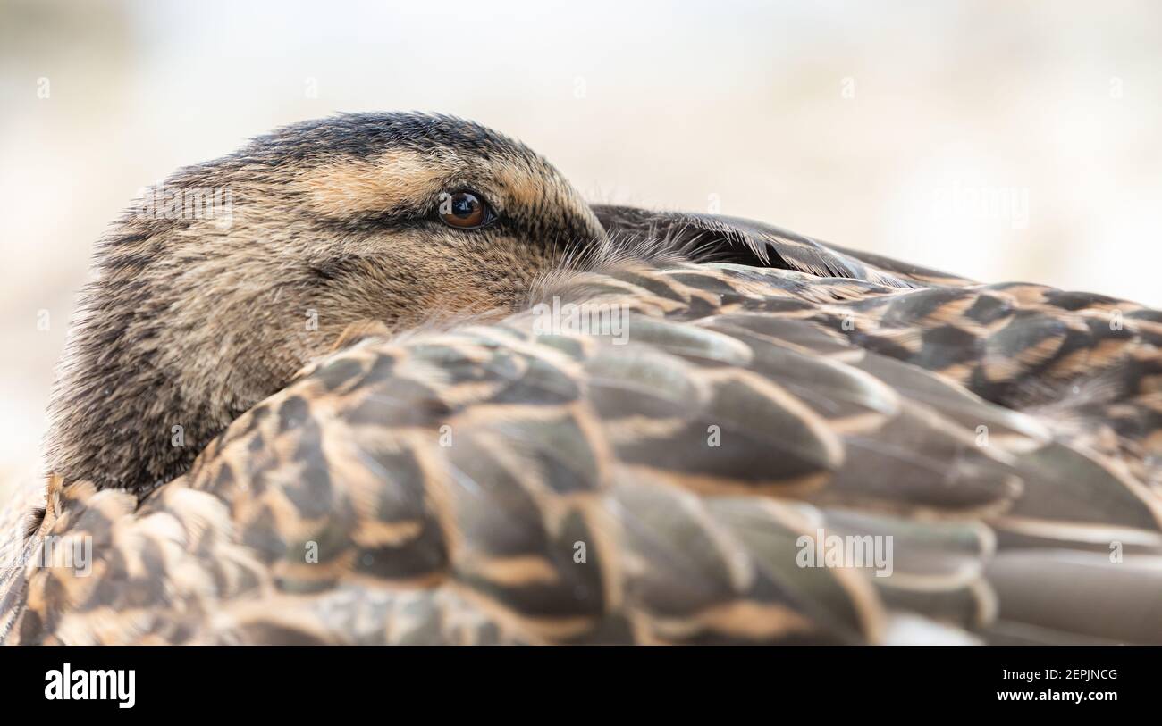 Primo piano di femmina Mallard [ Anas platyrhynchos ] con testa inserita nell'ala Foto Stock