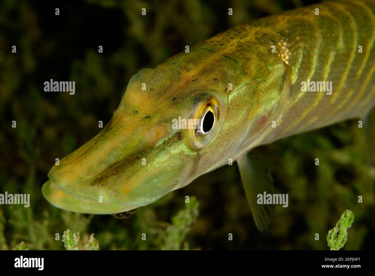 Esox lucius, Juvenil Northern Pike, Attersee, Austria Foto Stock