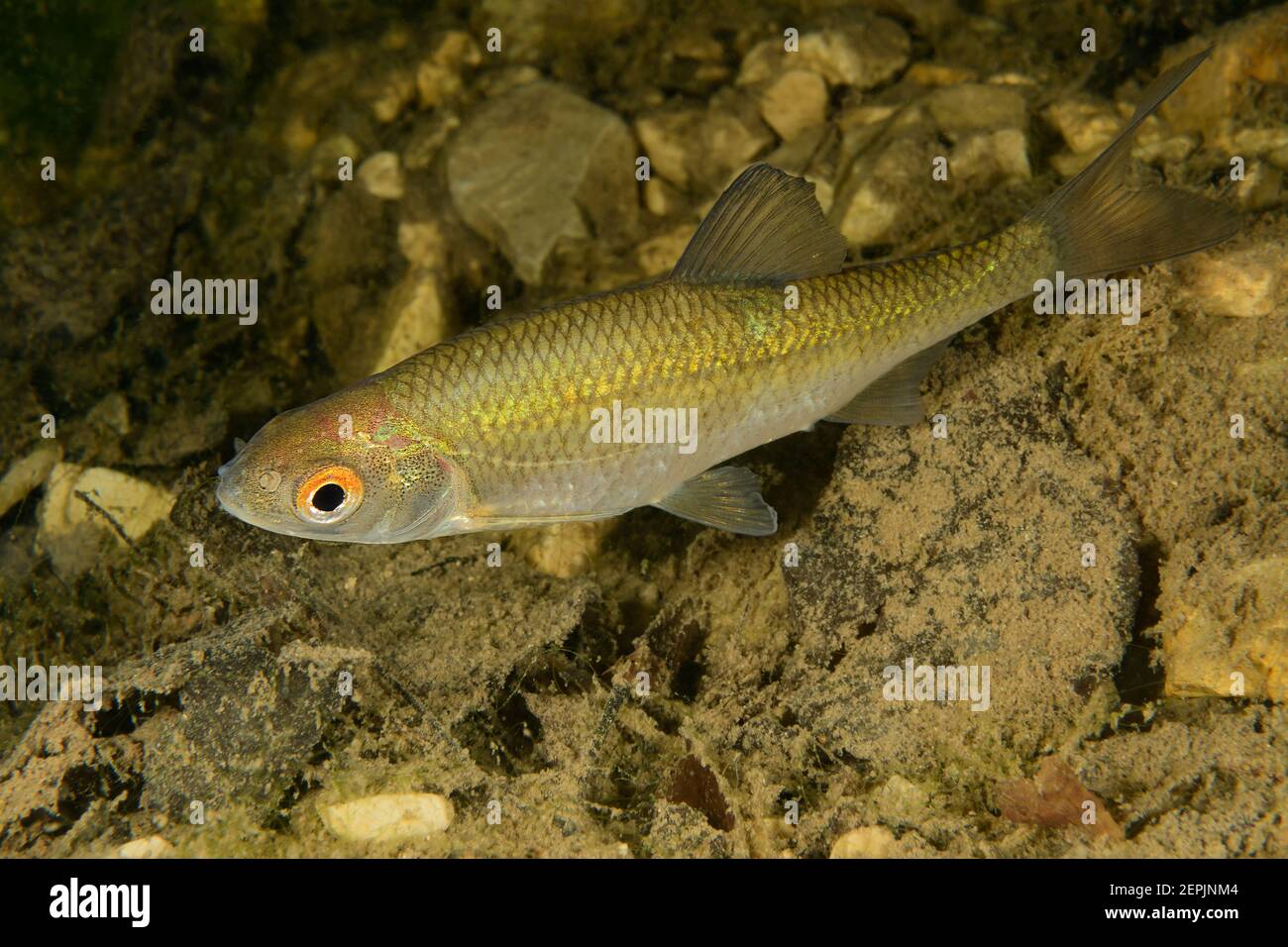 Rutilus rutilus, Roach comune, Taugl, Kuchl, Austria Foto Stock